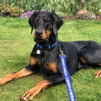 I am Blind Alert Dog Lead 15