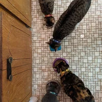 Wizard Houses Inspired Cat Collar - Handmade in the UK 14