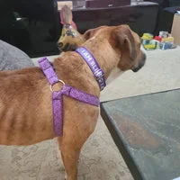 I Am Blind Dog Alert Collar 16