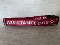 Assistance Dog Collar - Handmade in the UK 3