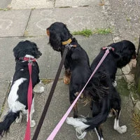 Multiple Dog Walking Lead - Adjustable for Each Dog 12