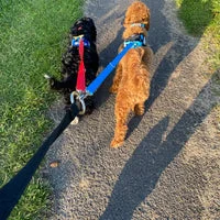 Multiple Dog Walking Lead - Adjustable for Each Dog 16