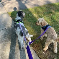 Multiple Dog Walking Lead - Adjustable for Each Dog 15