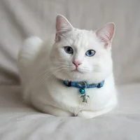 Sea Turtle Cat Collar with Bell & Charm 4