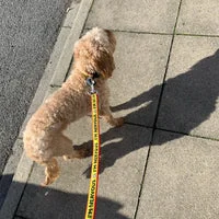 Yellow on Red Nervous Alert Dog Lead 5