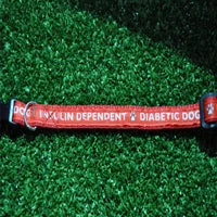 Medical Alert Puppy & Small Dog Collar - Epileptic Seizures & Diabetic Dog 5