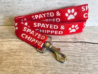 Spayed & Chipped Alert Dog Lead 1