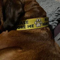 Please Ignore Support Alert Dog Collar 14