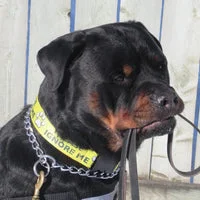 Please Ignore Support Alert Dog Collar 13