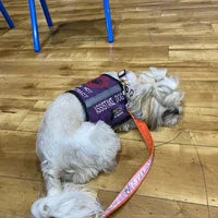 Assistance Dog Lead 13