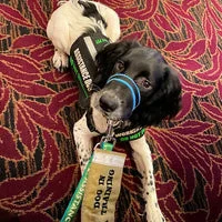 Assistance Dog Lead 12