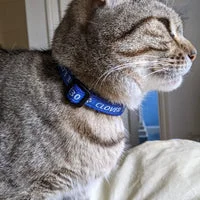 Personalised Cat Collar with Chipped Status 15