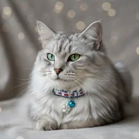 London Cat Collar with Bell & Crown Charm 3