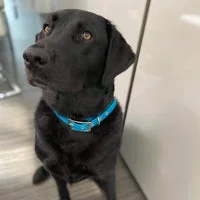 Blue Lagoon Biothane Waterproof Dog Collar 6