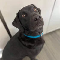 Blue Lagoon Biothane Waterproof Dog Collar 4