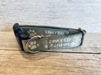 Spayed and Chipped Alert Dog Collar 5