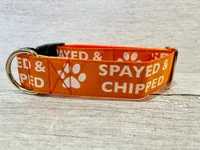 Spayed and Chipped Alert Dog Collar 9