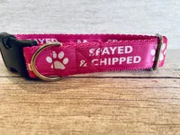 Spayed and Chipped Alert Dog Collar 6