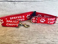 Spayed and Chipped Alert Dog Collar 7