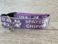 Spayed and Chipped Alert Dog Collar 11